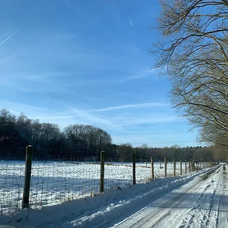 Liquidambar * Zutendaal